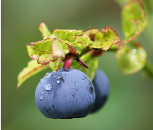 Bilberries, nature's health food