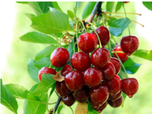 Cherries on a tree, nature's health food