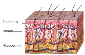 Epidermis layer image